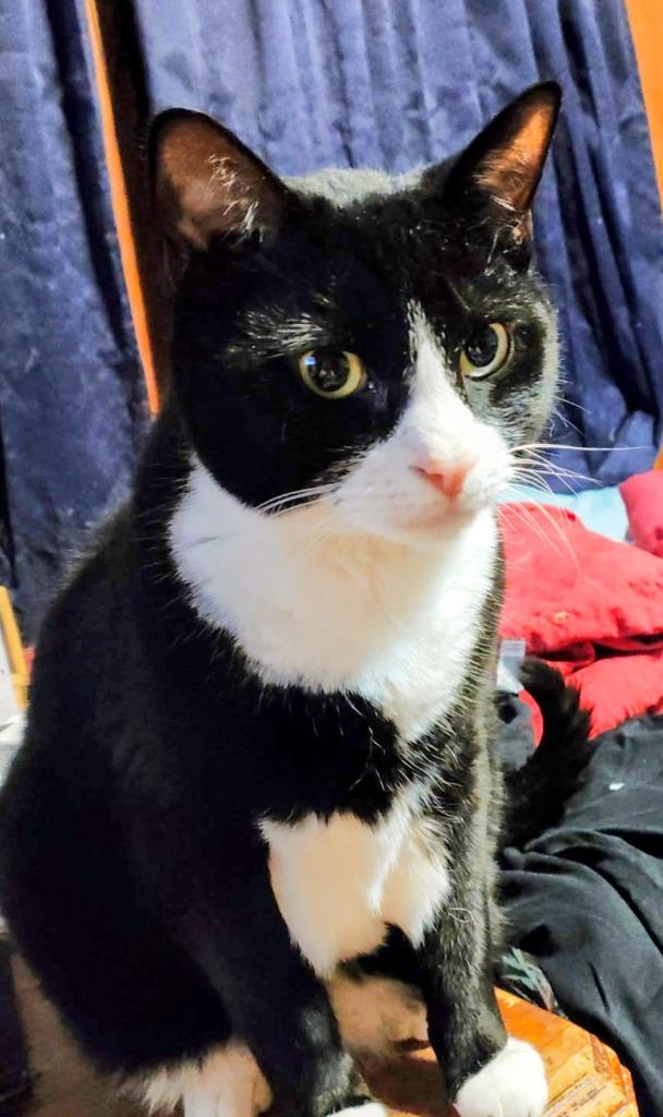 Enlarge Lloyd, a Adoptable American Shorthair in Hagaman, NY image 3/6