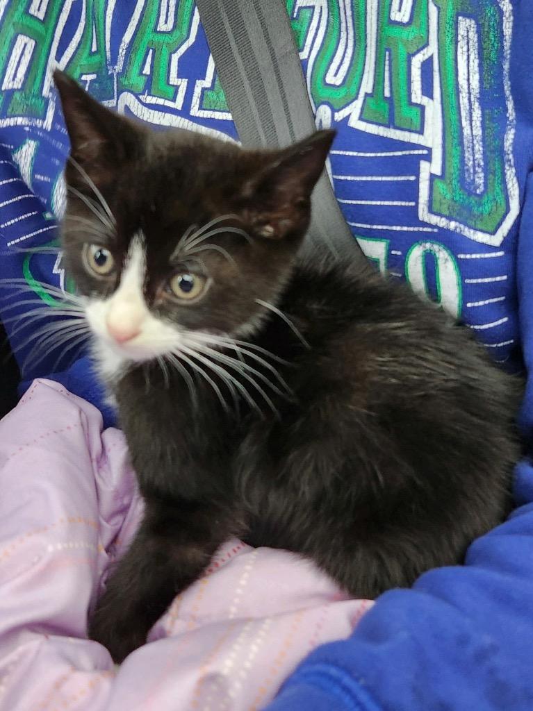 Enlarge Lloyd, a Adoptable American Shorthair in Hagaman, NY image 4/6