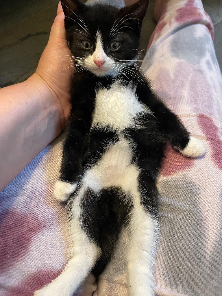 Enlarge Lloyd, a Adoptable American Shorthair in Hagaman, NY image 5/6