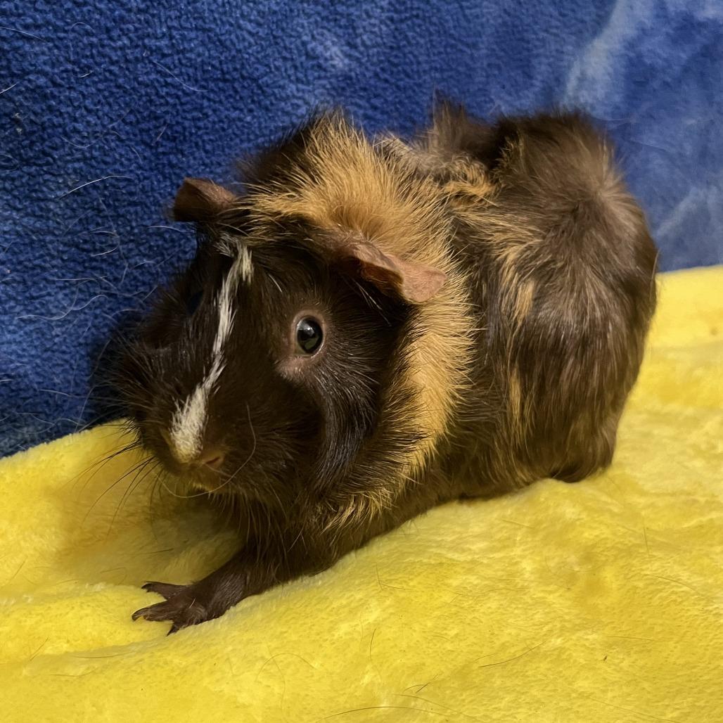 Enlarge Sienna (bonded with Brandy), a Adoptable mixed breed in Decatur, GA image 1/4