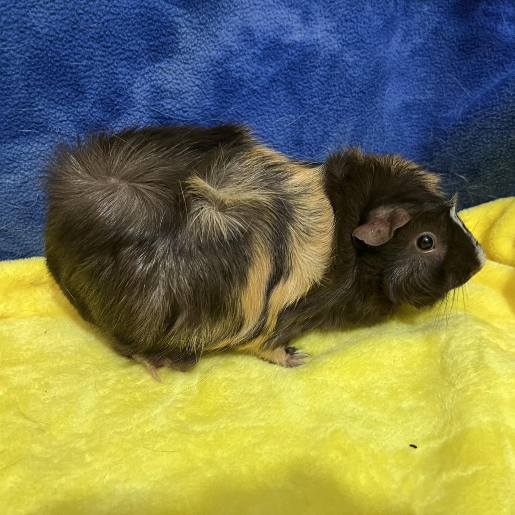 Enlarge Sienna (bonded with Brandy), a Adoptable mixed breed in Decatur, GA image 2/4