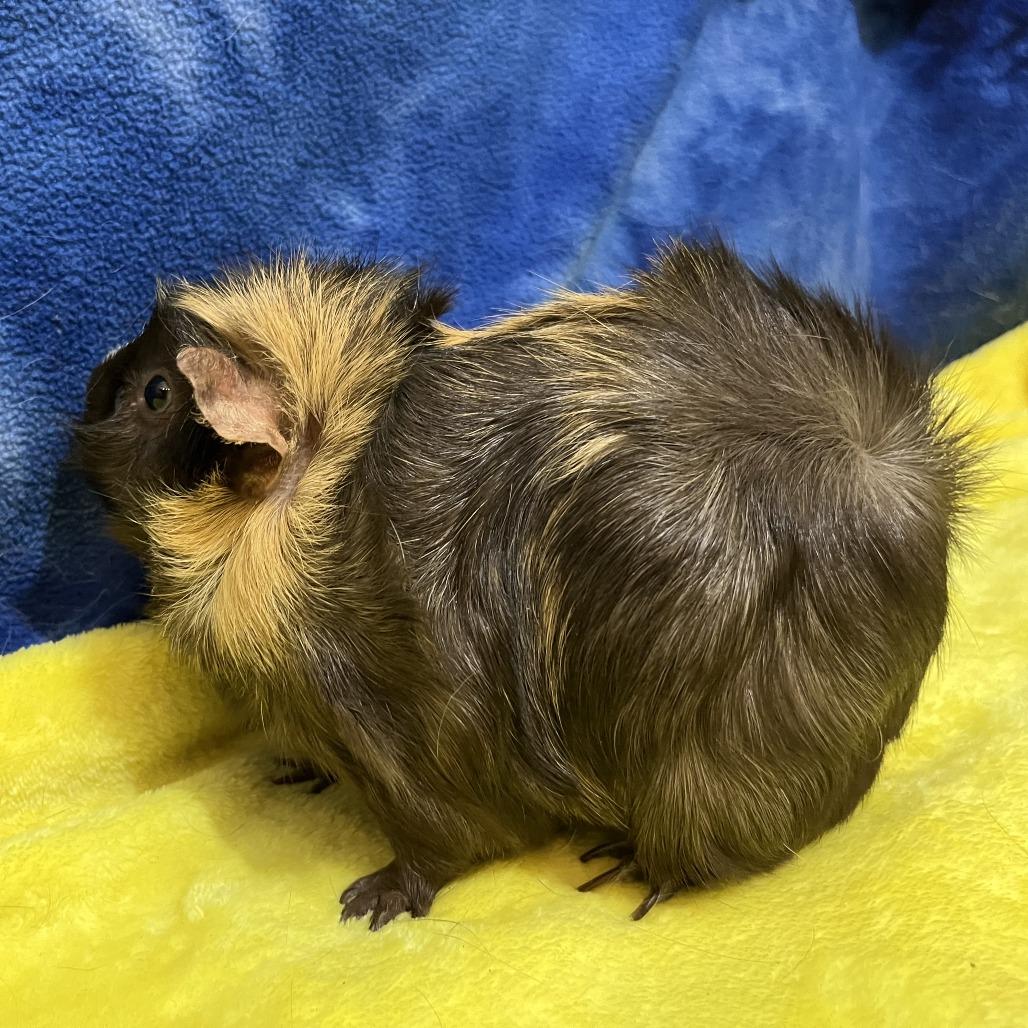 Enlarge Sienna (bonded with Brandy), a Adoptable mixed breed in Decatur, GA image 4/4