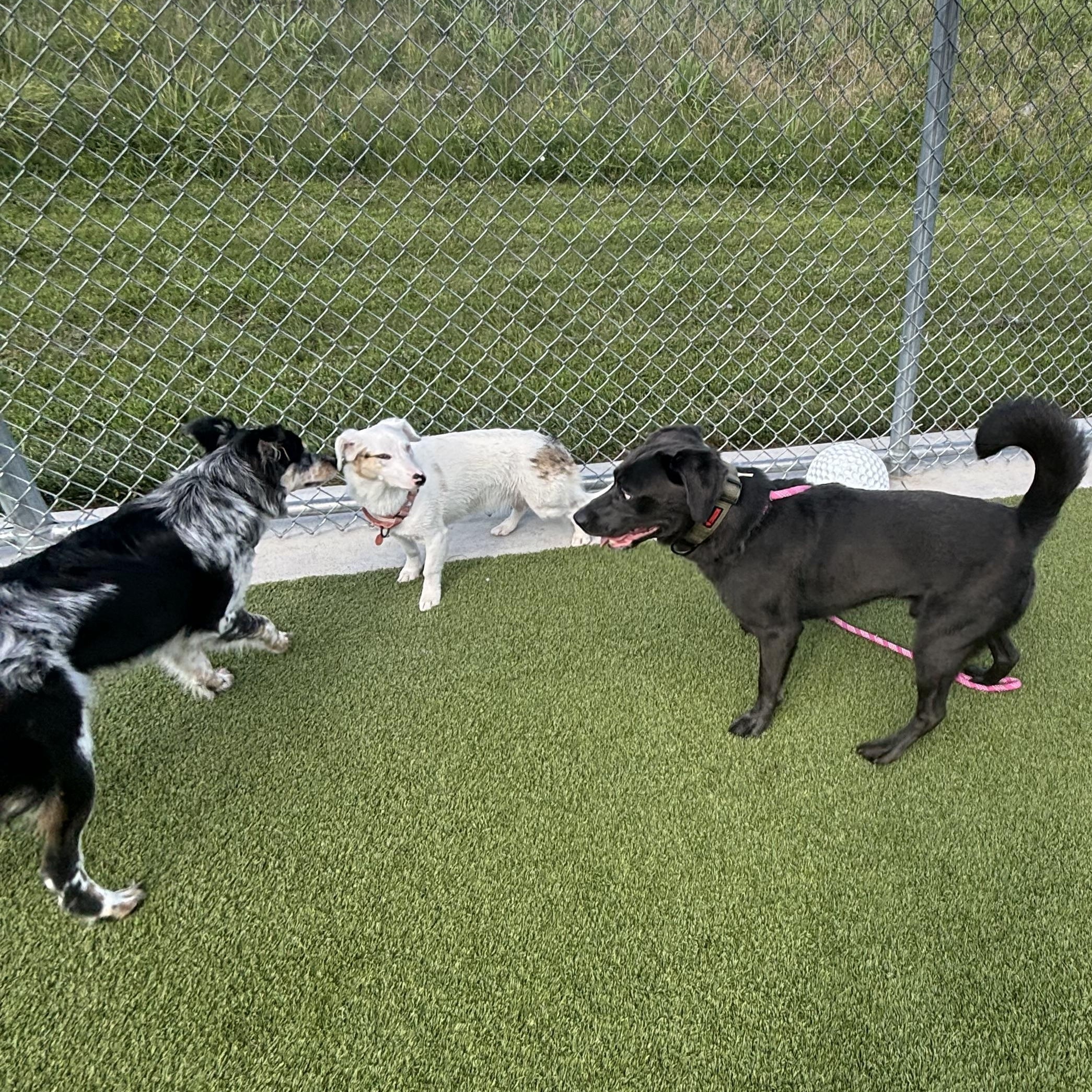 Enlarge Apollo, a ADOPTABLE Labrador Retriever in Liberty, MO image 3/5