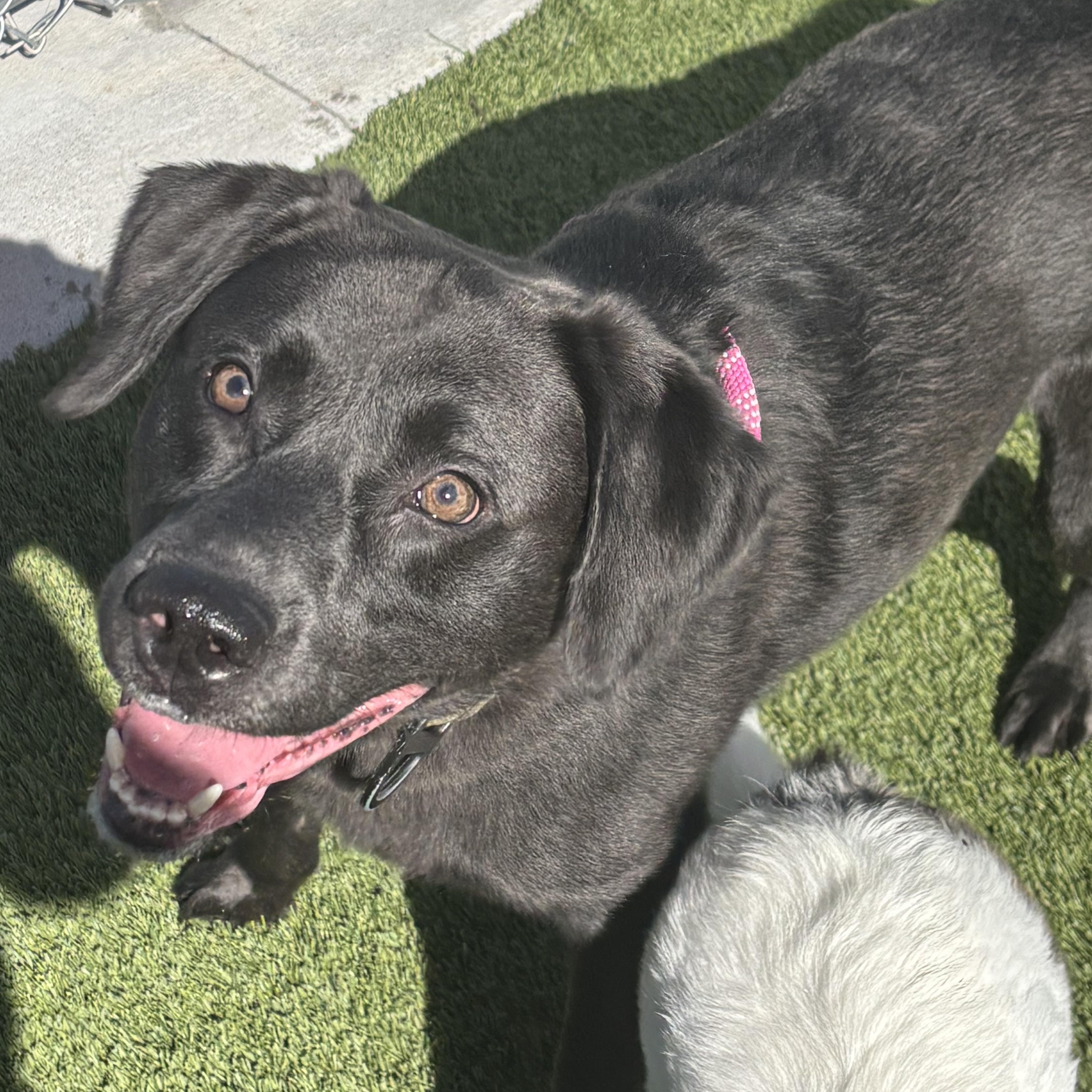 Apollo, ADOPTABLE, Young Male Labrador Retriever.