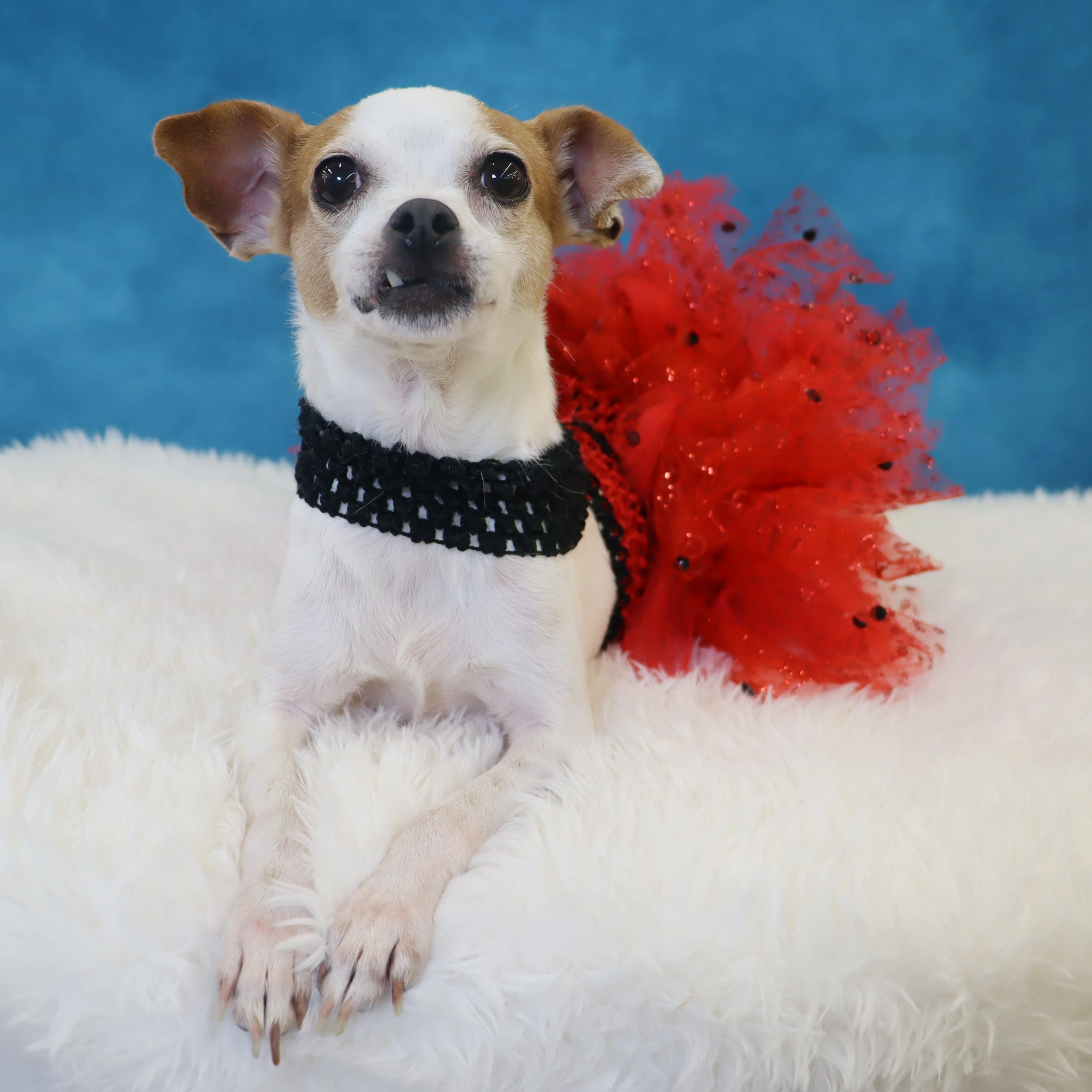 Enlarge Ms. Peach- tiny girl with a BIG heart, an adopted Chihuahua in League City, TX image 6/6
