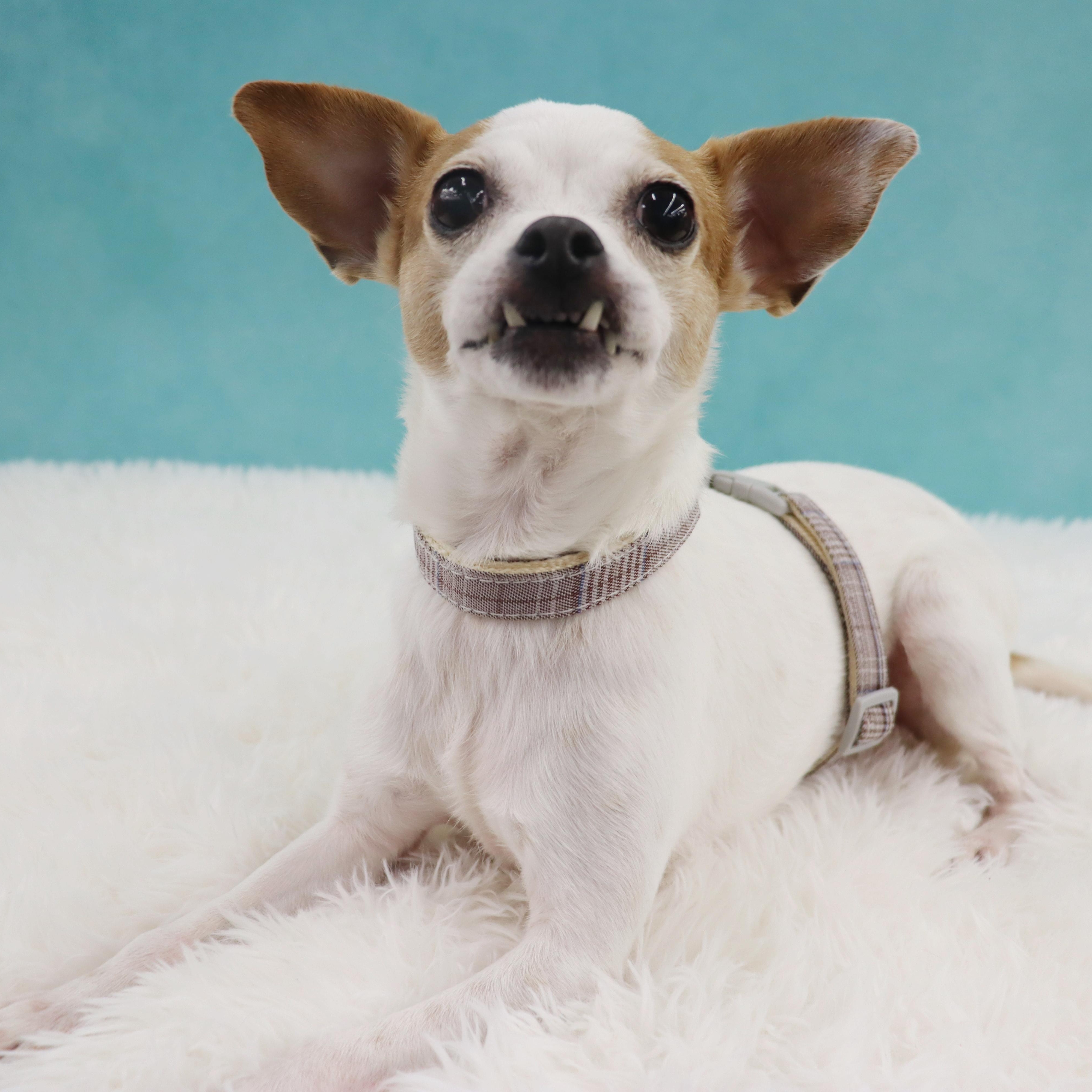 Enlarge Ms. Peach- tiny girl with a BIG heart, an adopted Chihuahua in League City, TX image 3/6