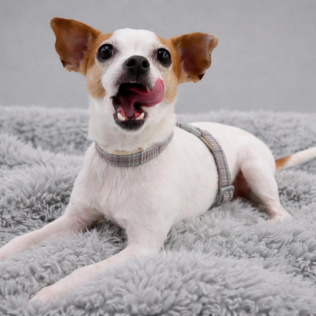 Enlarge Ms. Peach- tiny girl with a BIG heart, an adopted Chihuahua in League City, TX image 1/6