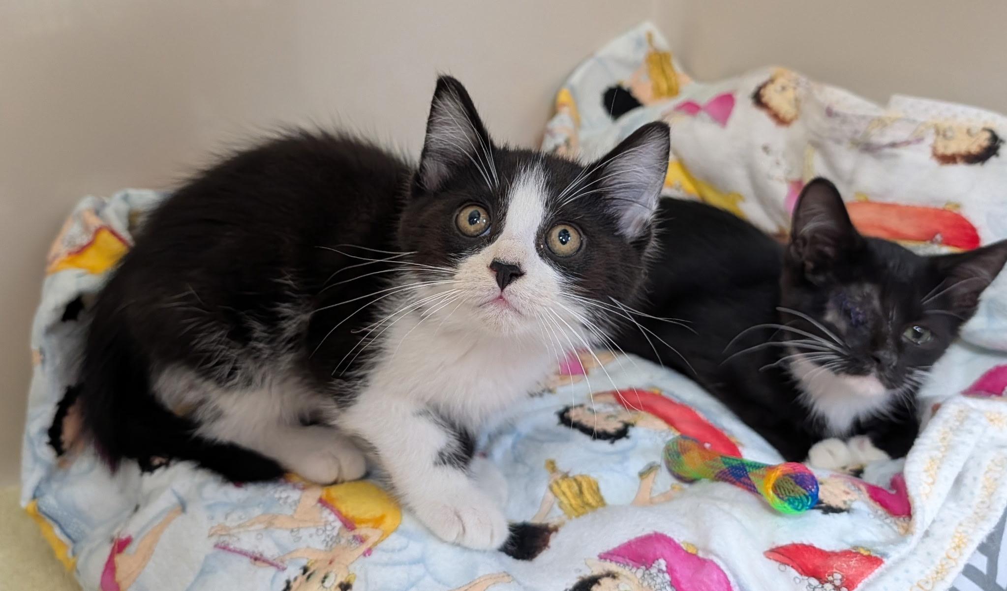 Enlarge Carl Dean, a ADOPTABLE Domestic Short Hair in Tomah, WI image 2/2