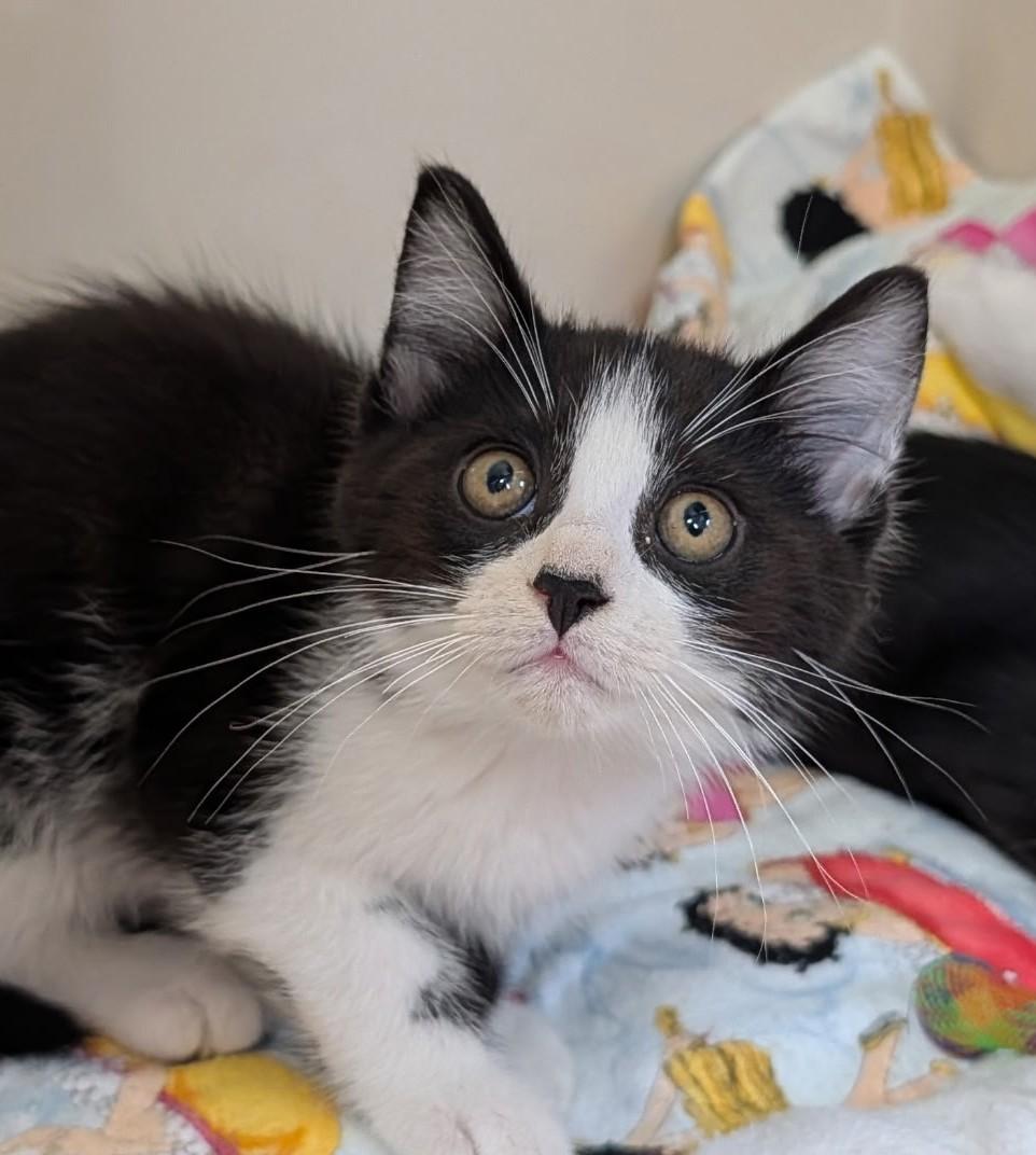 Carl Dean, ADOPTABLE, Kitten Male Domestic Short Hair.