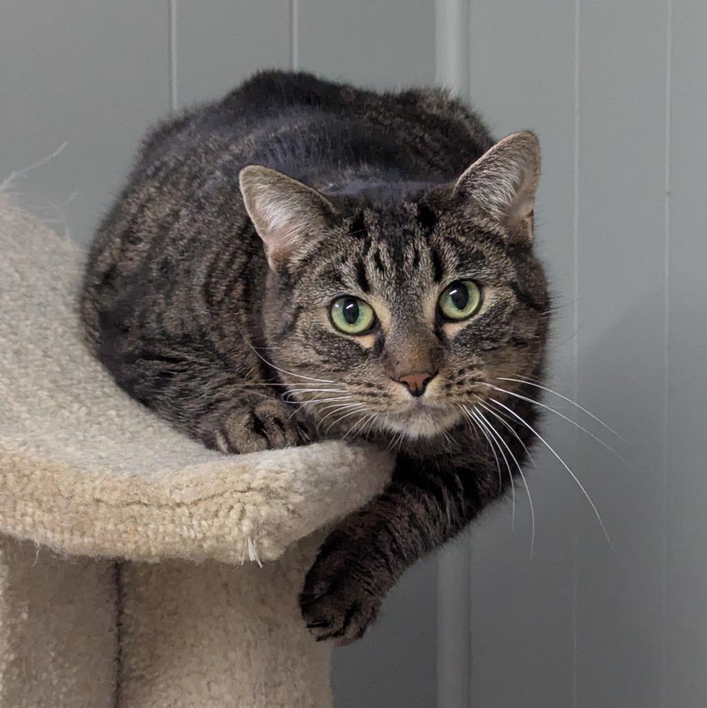 Buddy, a Adoptable mixed breed in Aberdeen, WA image 1/6