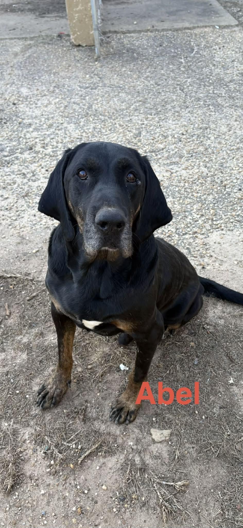 Abel — thumbnail 2