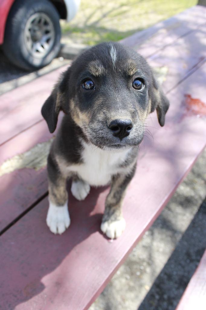 Enlarge Brady, a Adoptable mixed breed in Dyersburg, TN image 1/1