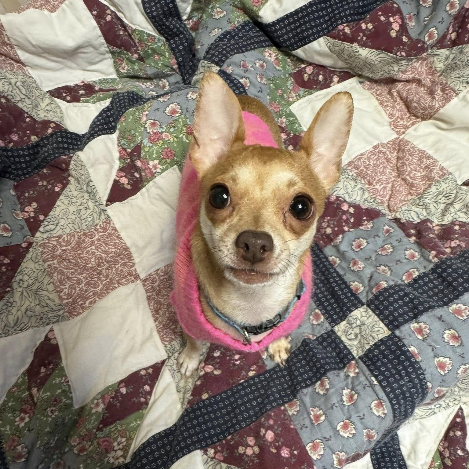 Nala, an adopted Chihuahua in Sterling Heights, MI image 1/6