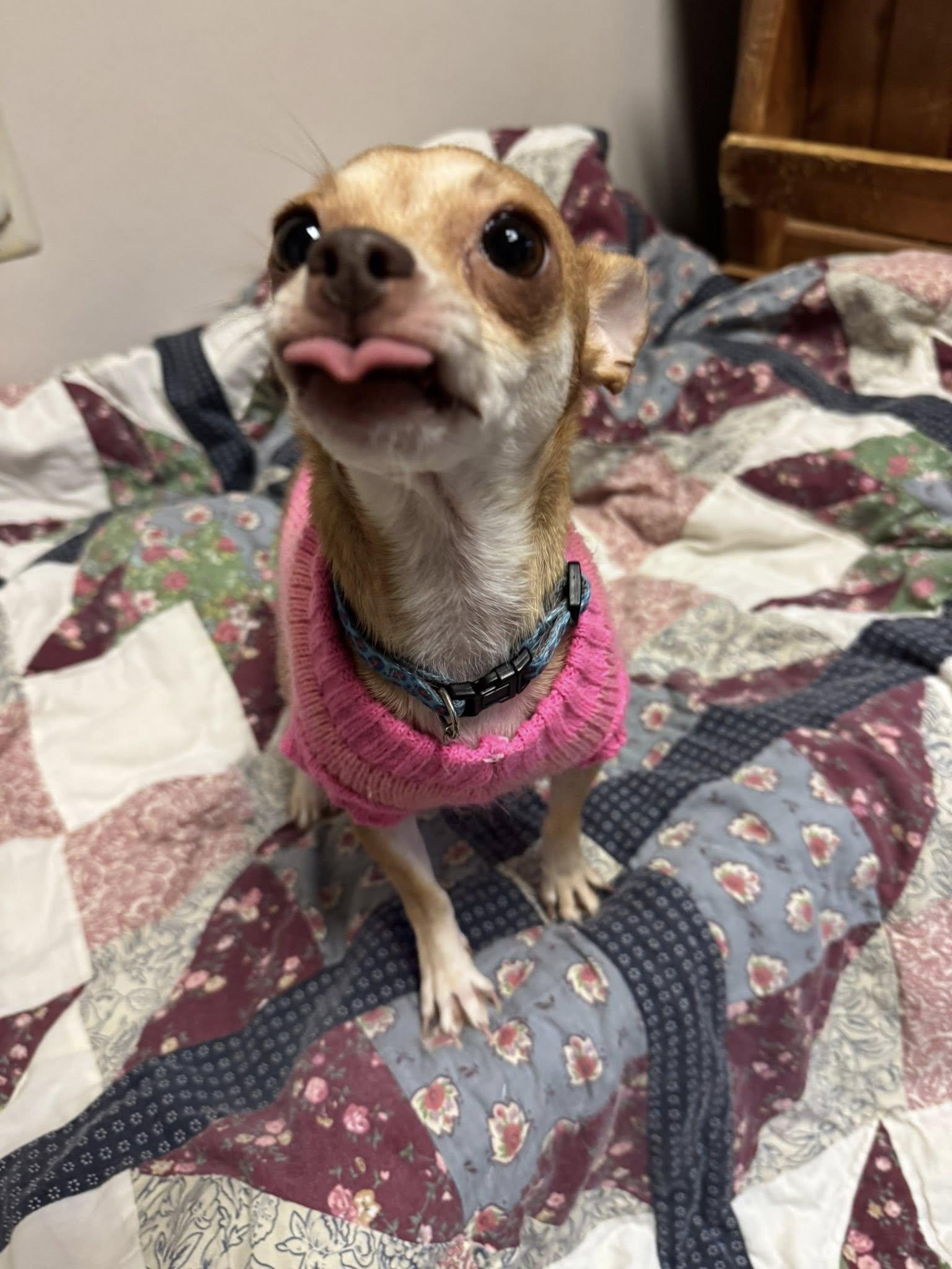 Nala, an adopted Chihuahua in Sterling Heights, MI image 2/6