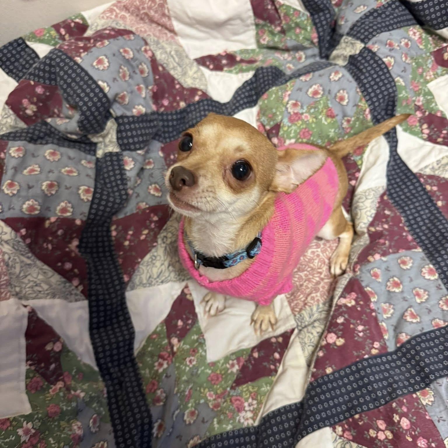 Nala, an adopted Chihuahua in Sterling Heights, MI image 4/6