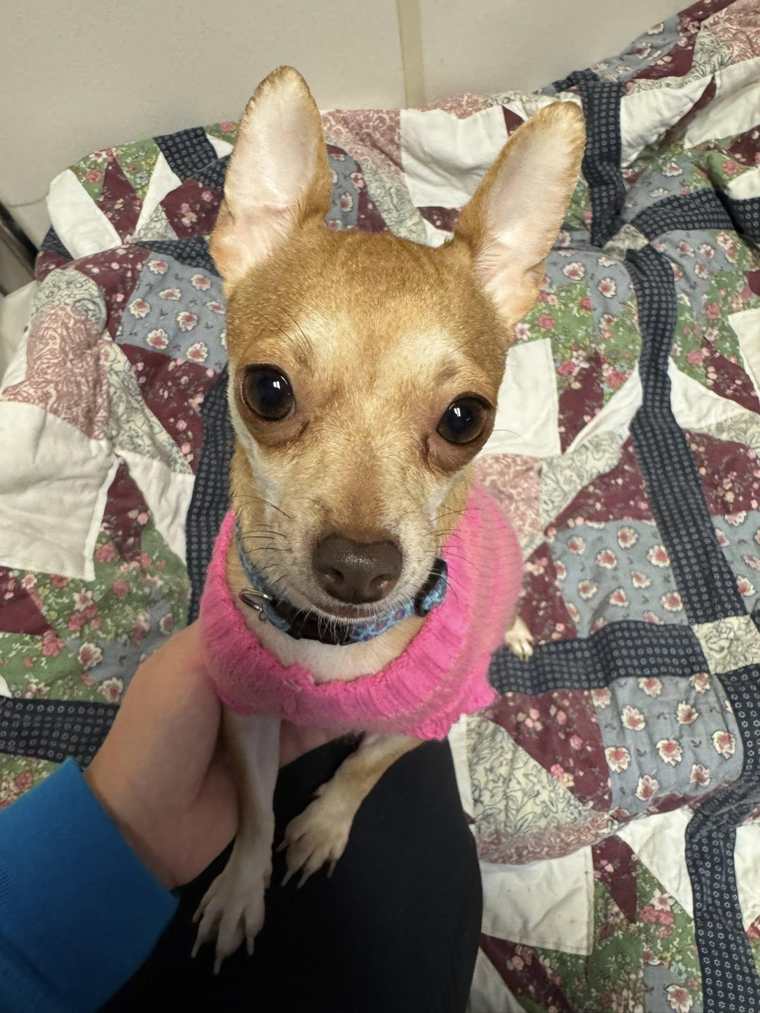 Nala, an adopted Chihuahua in Sterling Heights, MI image 6/6