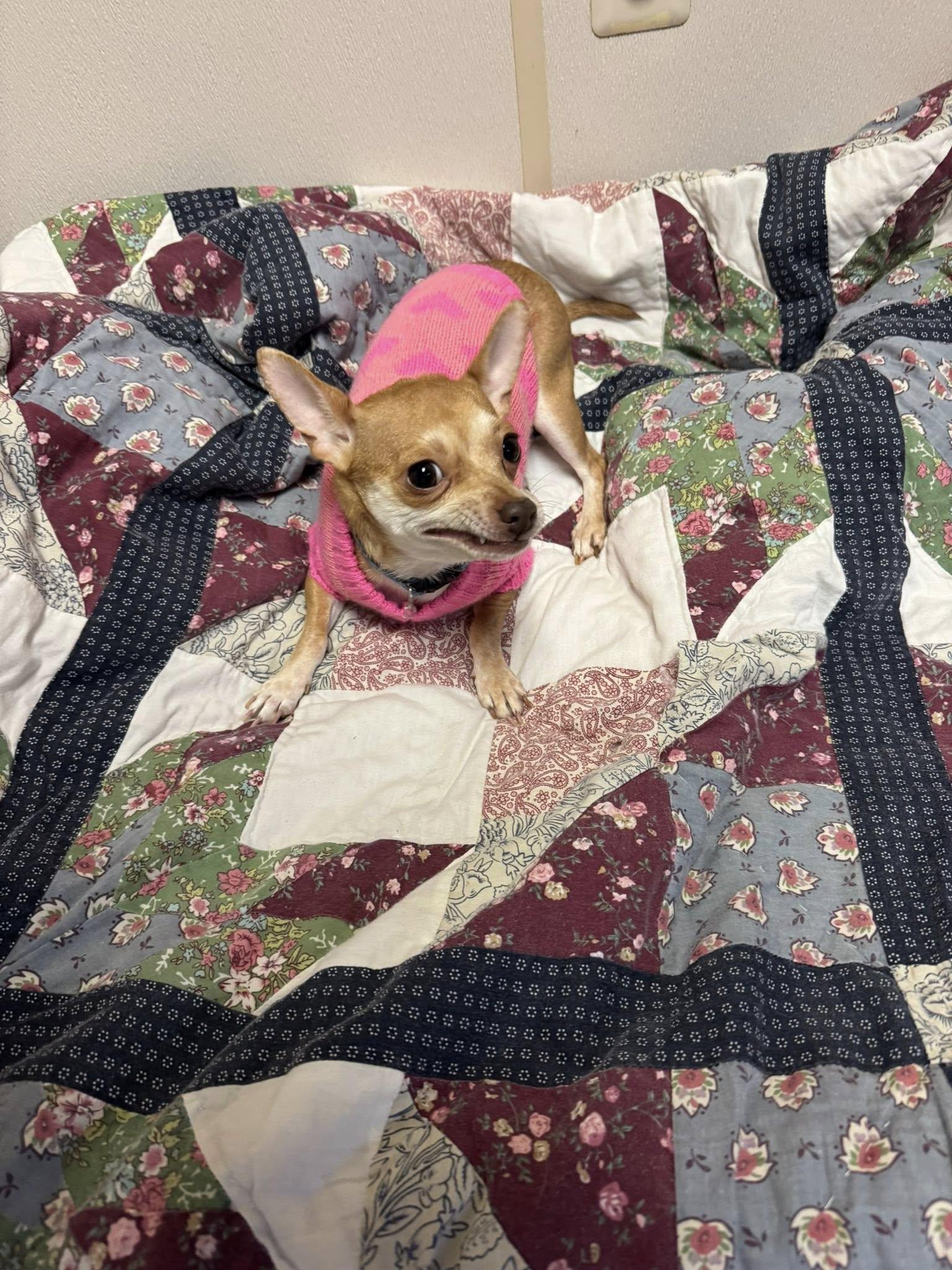 Nala, an adopted Chihuahua in Sterling Heights, MI image 5/6