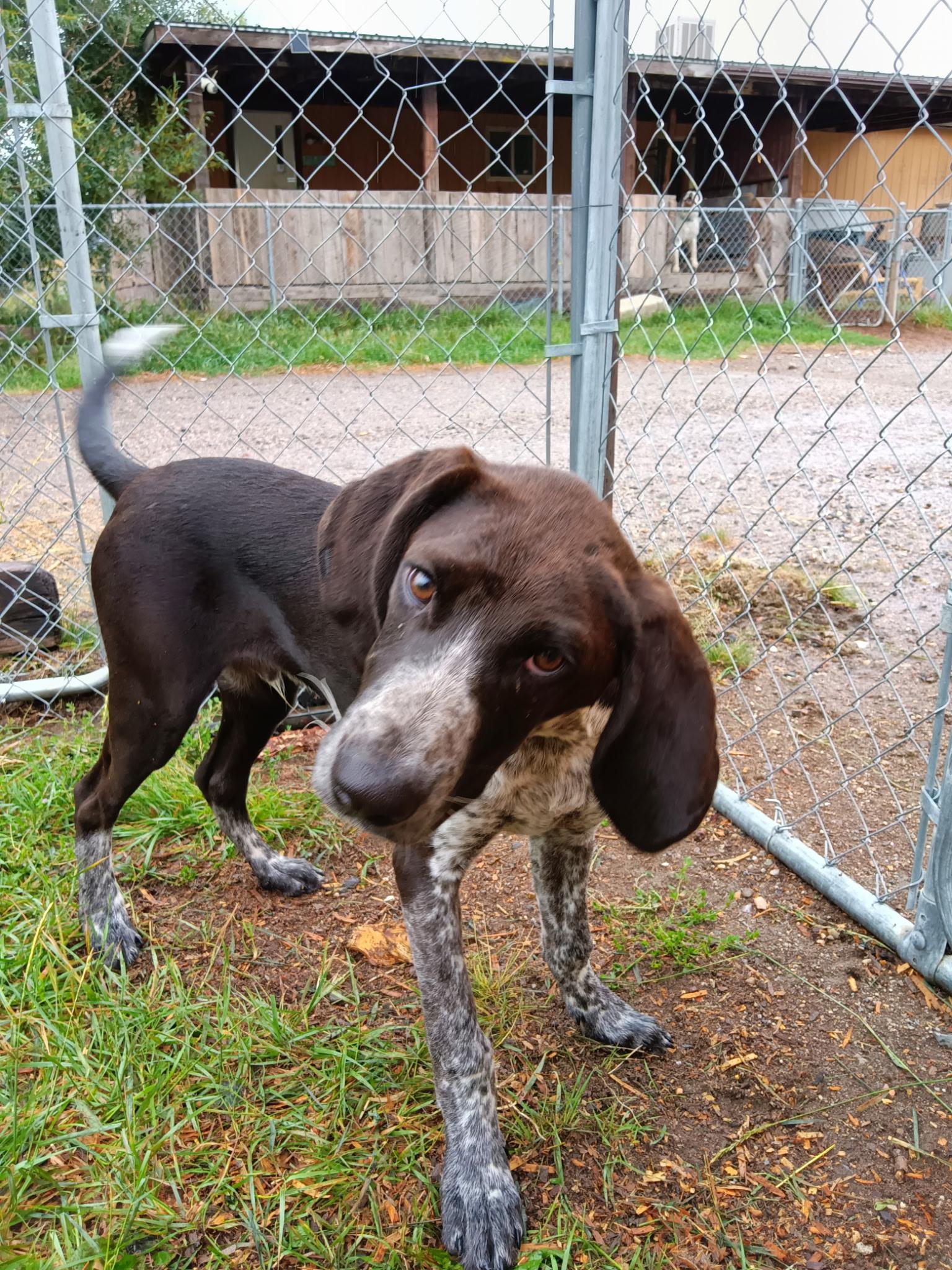 Dax, a Adoptable mixed breed in Cardwell, MT image 1/2