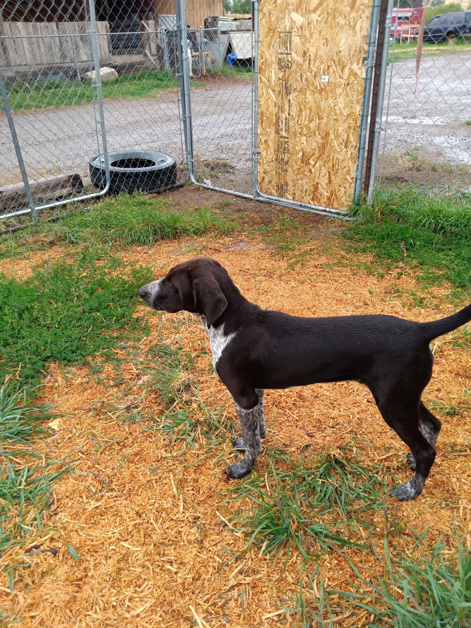 Dax, a Adoptable mixed breed in Cardwell, MT image 2/2