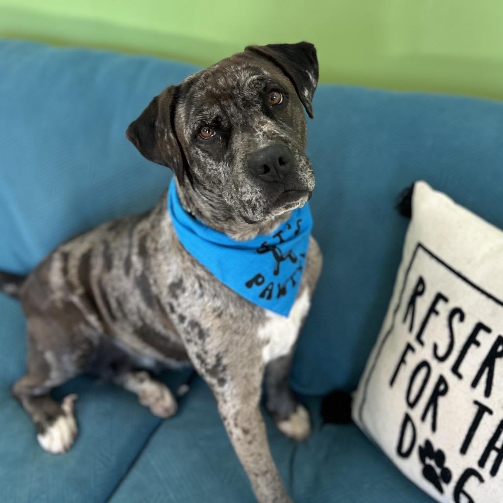 Louisa, Adoptable, Adult Female Catahoula Leopard Dog.