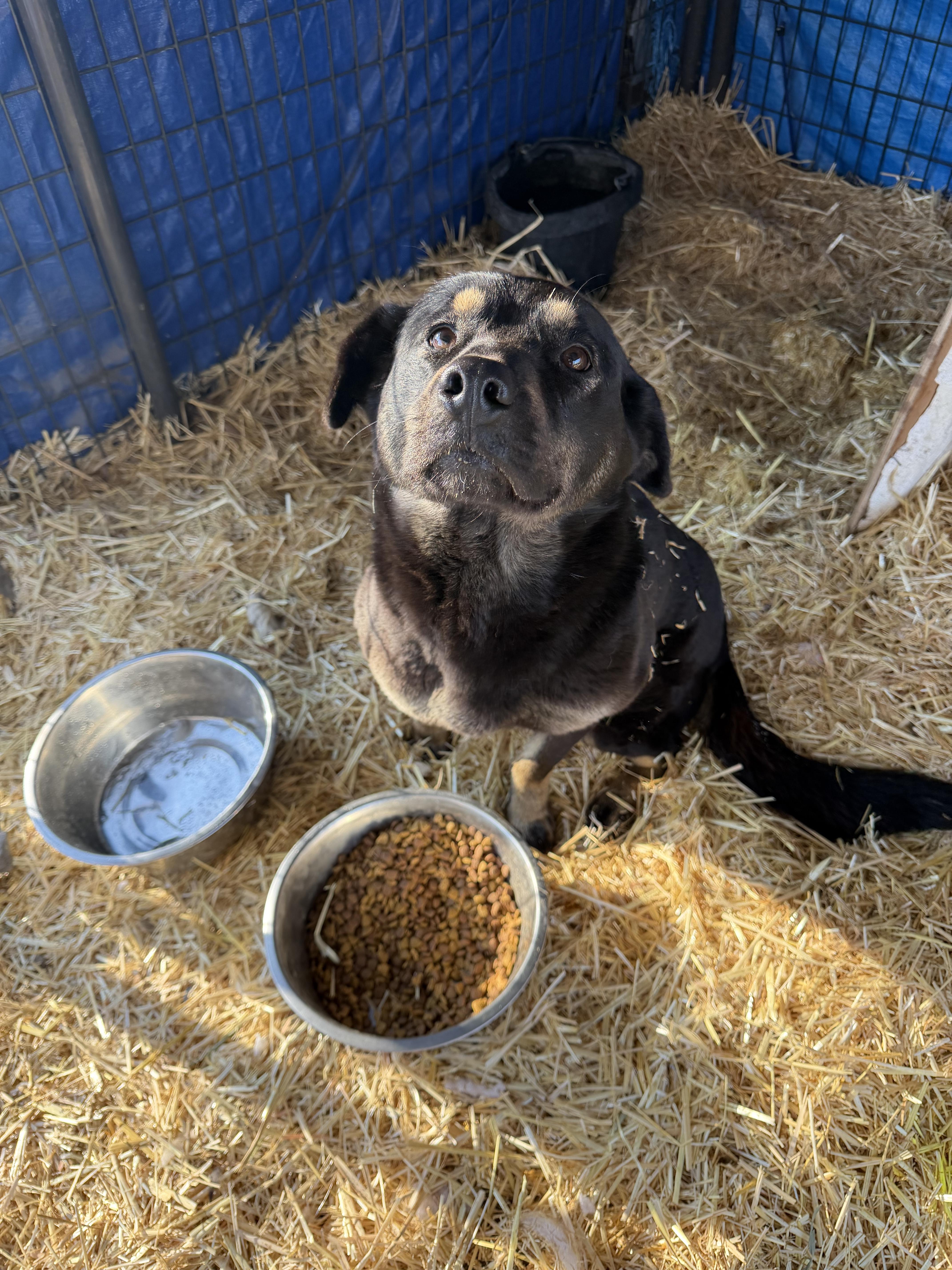 Calline, Adoptable, Young Female Australian Cattle Dog / Blue Heeler & German Shepherd Dog.