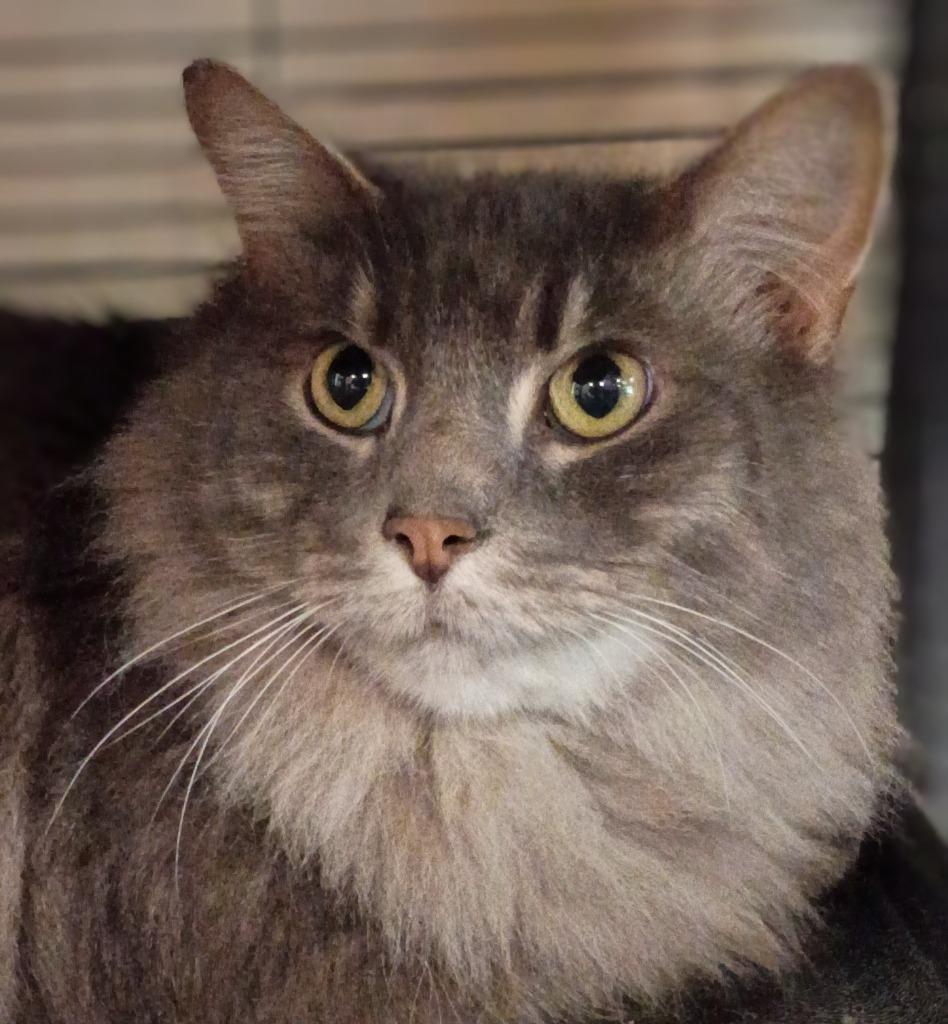 Baloo, Adoptable, Adult Male Domestic Long Hair.