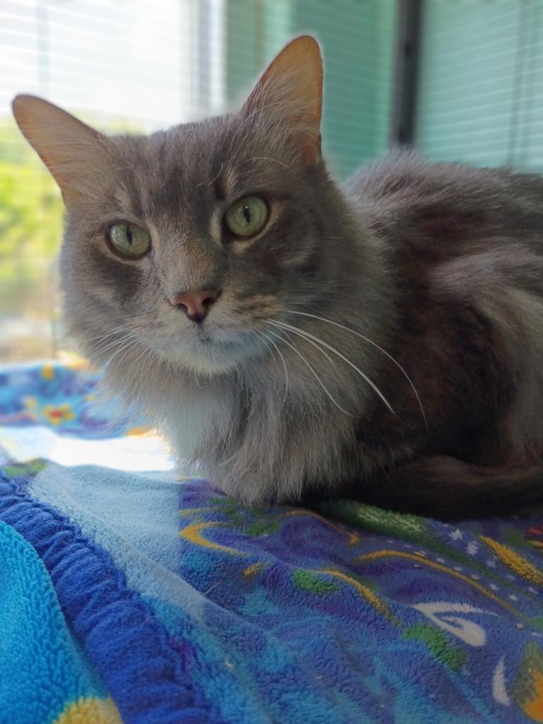 Baloo, a Adoptable mixed breed in Hamilton, OH image 2/3