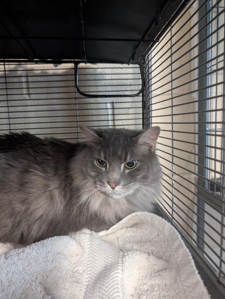 Baloo, a Adoptable mixed breed in Hamilton, OH image 3/3