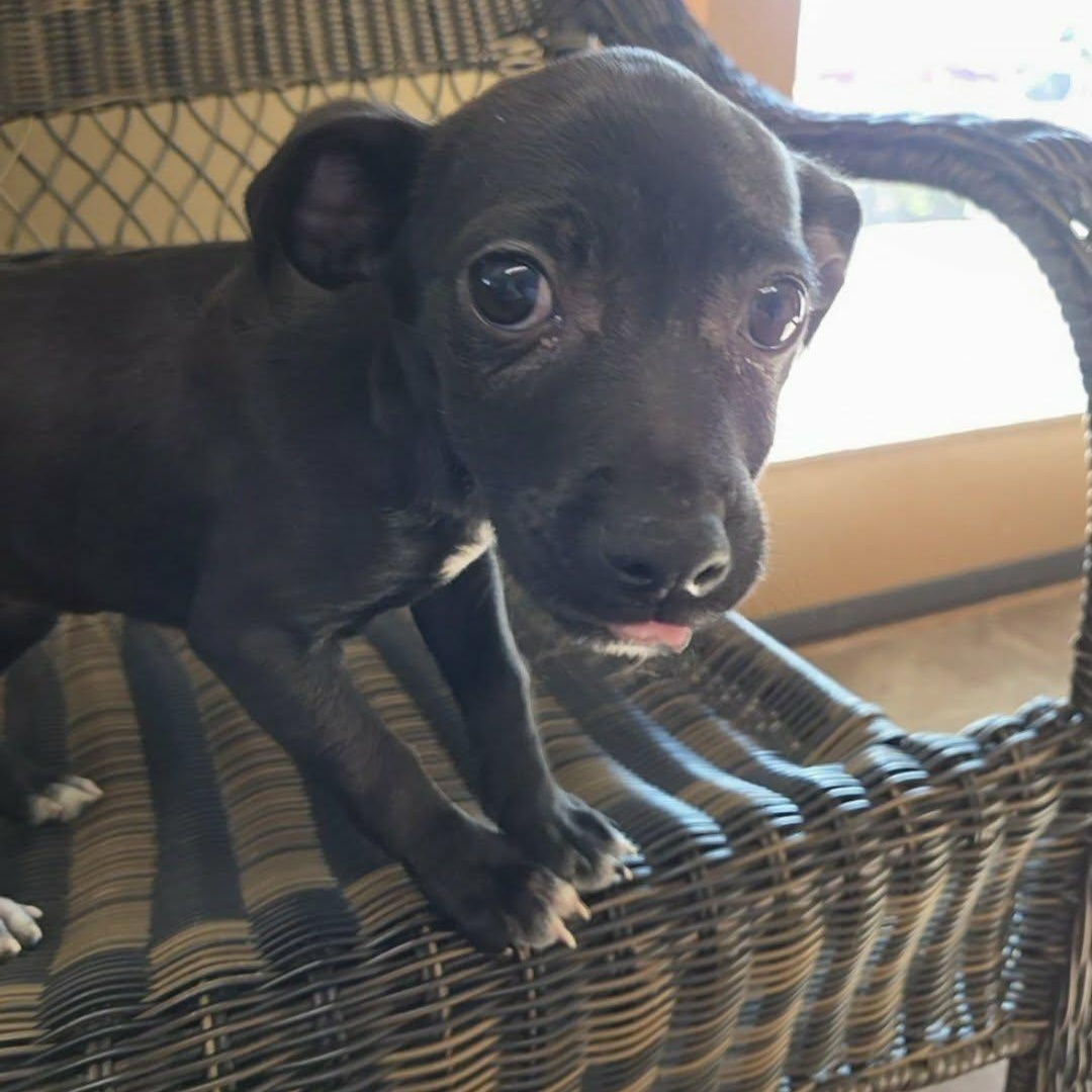 Clover, ADOPTABLE, Puppy Female Chihuahua & Miniature Pinscher.