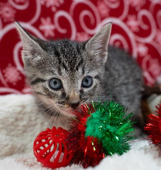 Enlarge Rory, a Adoptable Domestic Short Hair in Lafayette, LA image 1/2