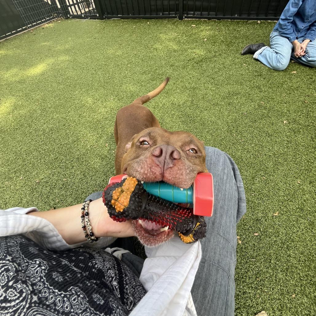 Lady Bug, Adoptable, Adult Female Pit Bull Terrier & Mixed Breed.