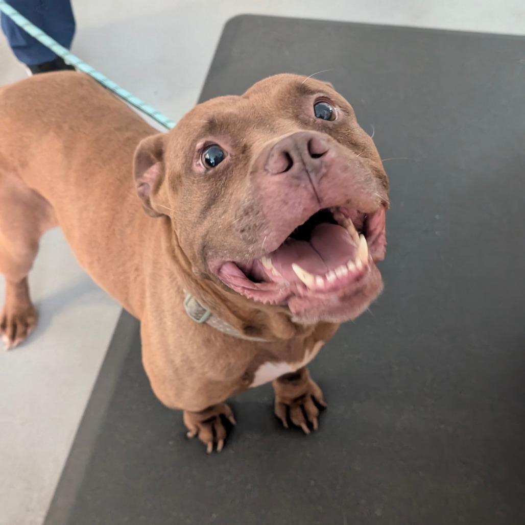 Enlarge Lady Bug, a Adoptable mixed breed in Charlottesville, VA image 2/6