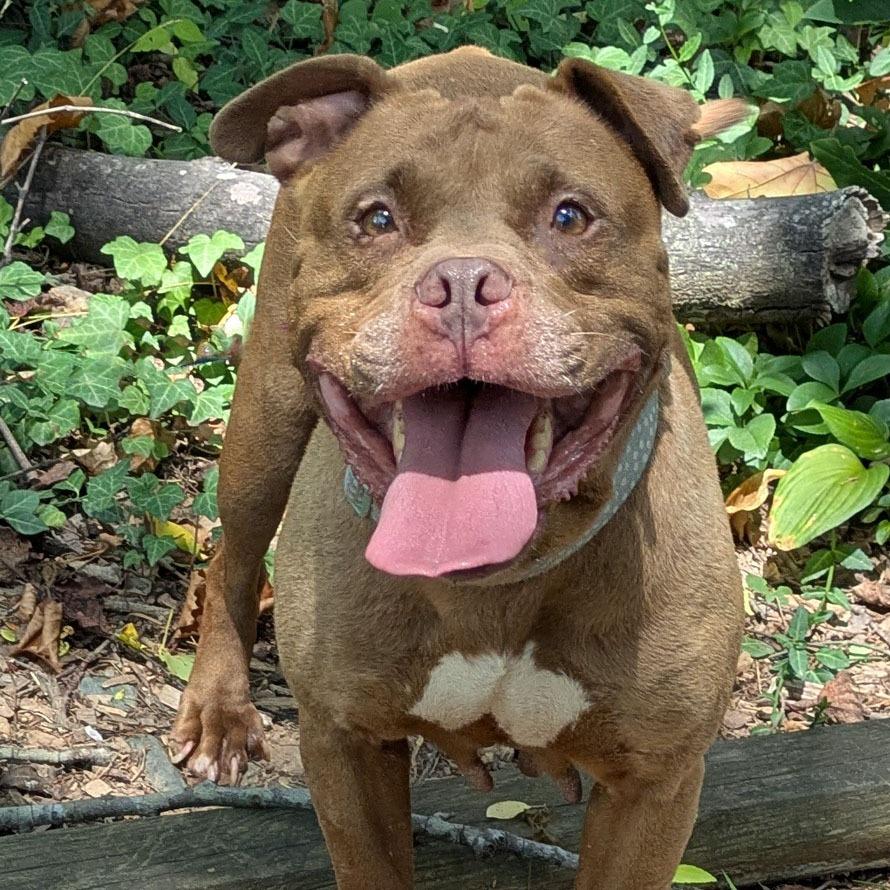 Enlarge Lady Bug, a Adoptable mixed breed in Charlottesville, VA image 3/6