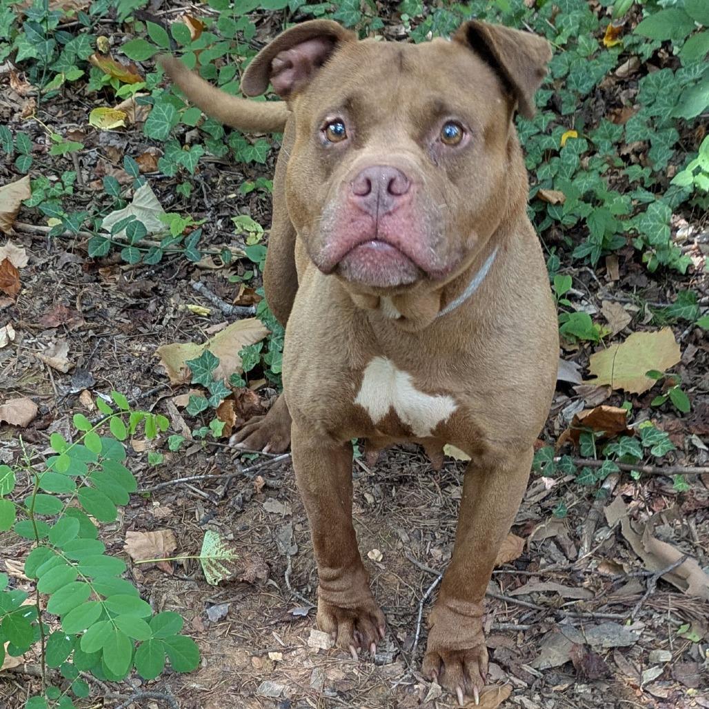 Enlarge Lady Bug, a Adoptable mixed breed in Charlottesville, VA image 5/6