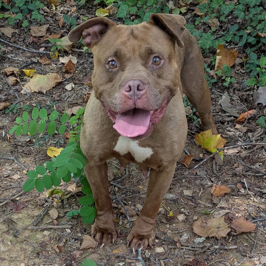 Enlarge Lady Bug, a Adoptable mixed breed in Charlottesville, VA image 6/6