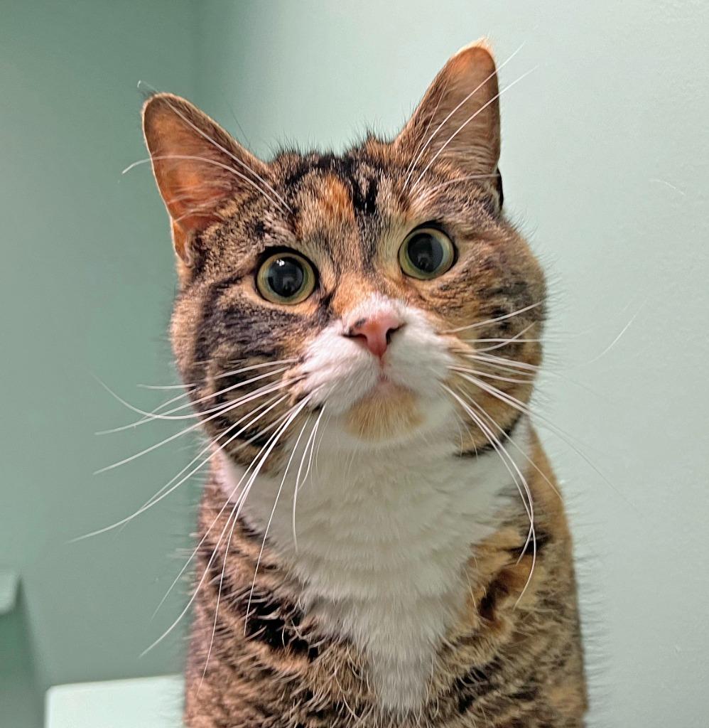 Enlarge Birdie, an adoptable Domestic Short Hair in Amery, WI image 1/1