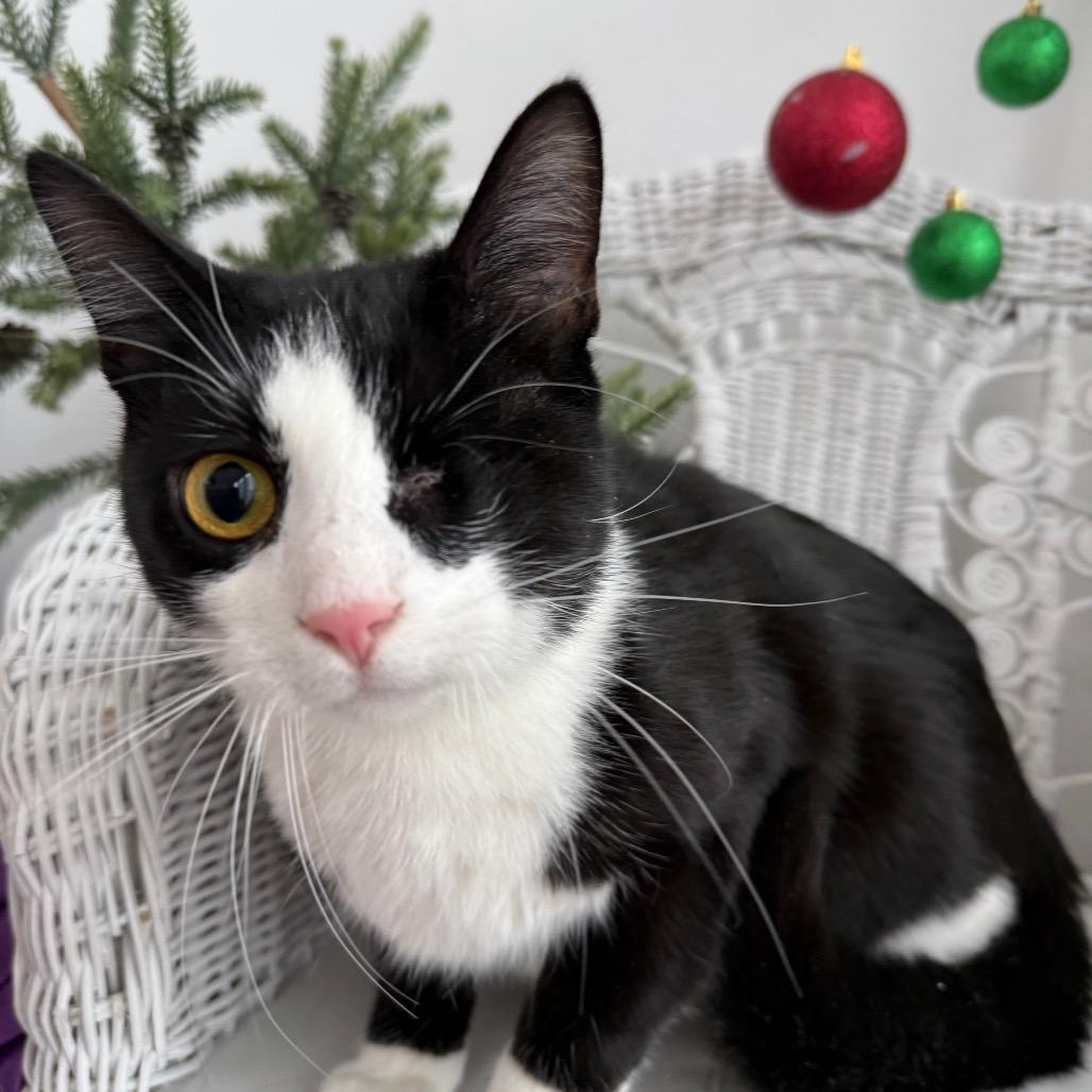 Ichi SD 9312, Adoptable, Adult Male Domestic Short Hair.