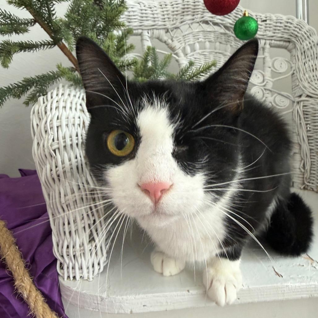 Enlarge Ichi SD 9312, a Adoptable Domestic Short Hair in Eaton Rapids, MI image 3/5