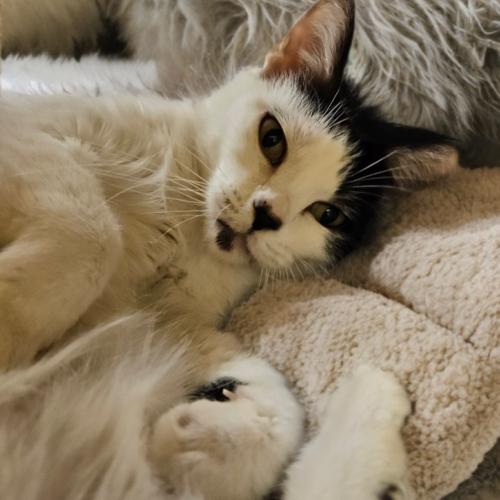 Enlarge Minnie, a Adoptable Domestic Long Hair in Gilbert, AZ image 1/1