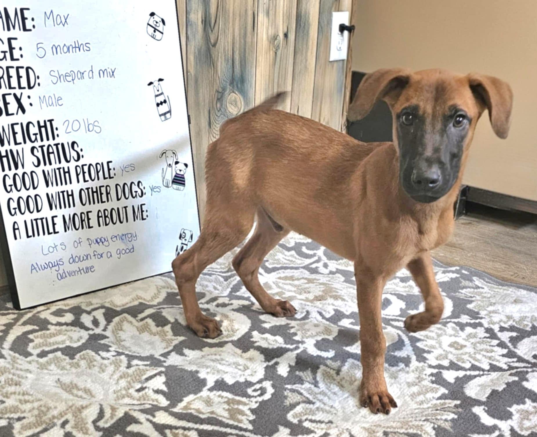 Max, Adoptable, Puppy Male Shepherd.