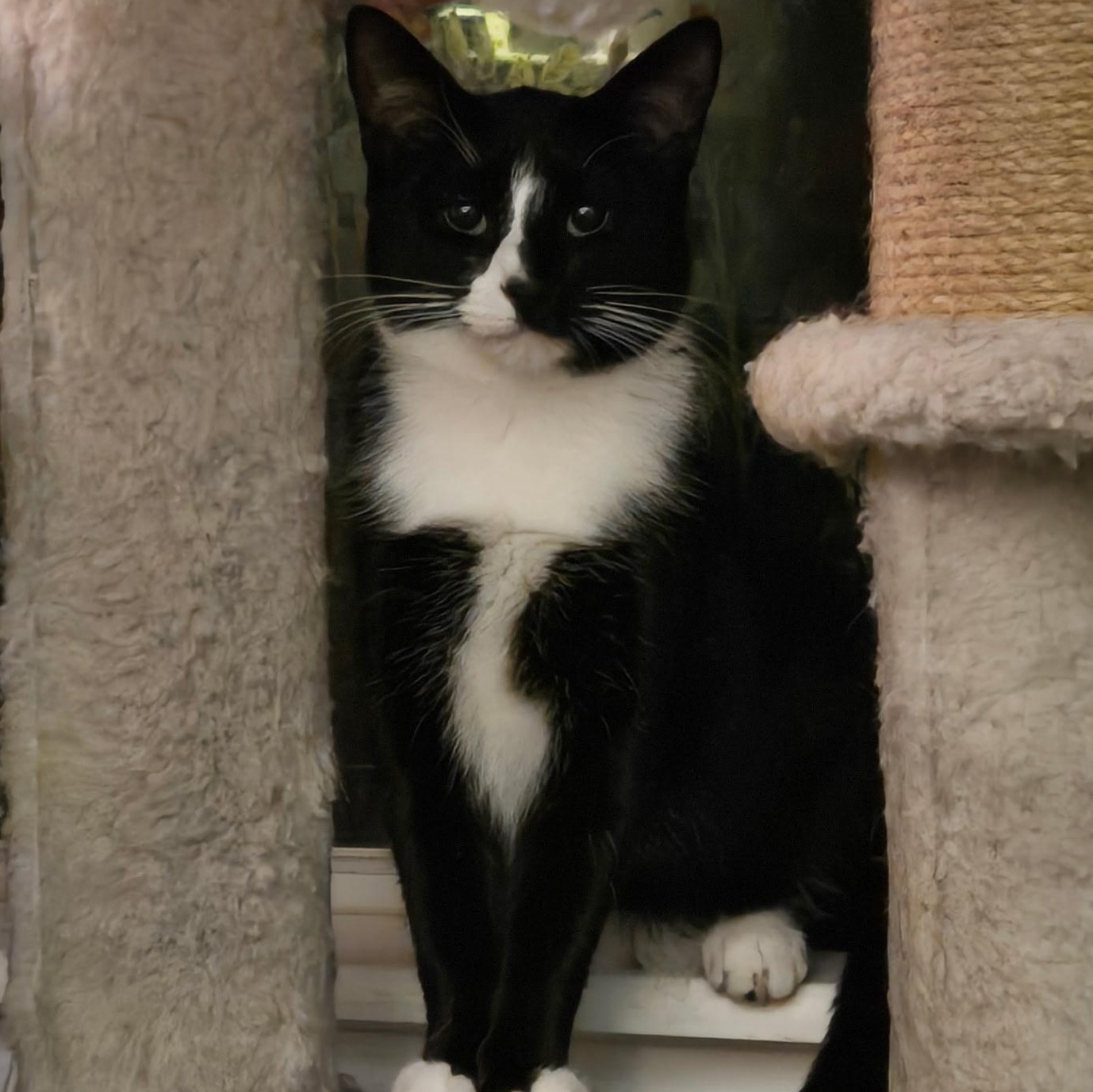 Enlarge Rosie, an adoptable Domestic Short Hair in Wilmington, NC image 1/3