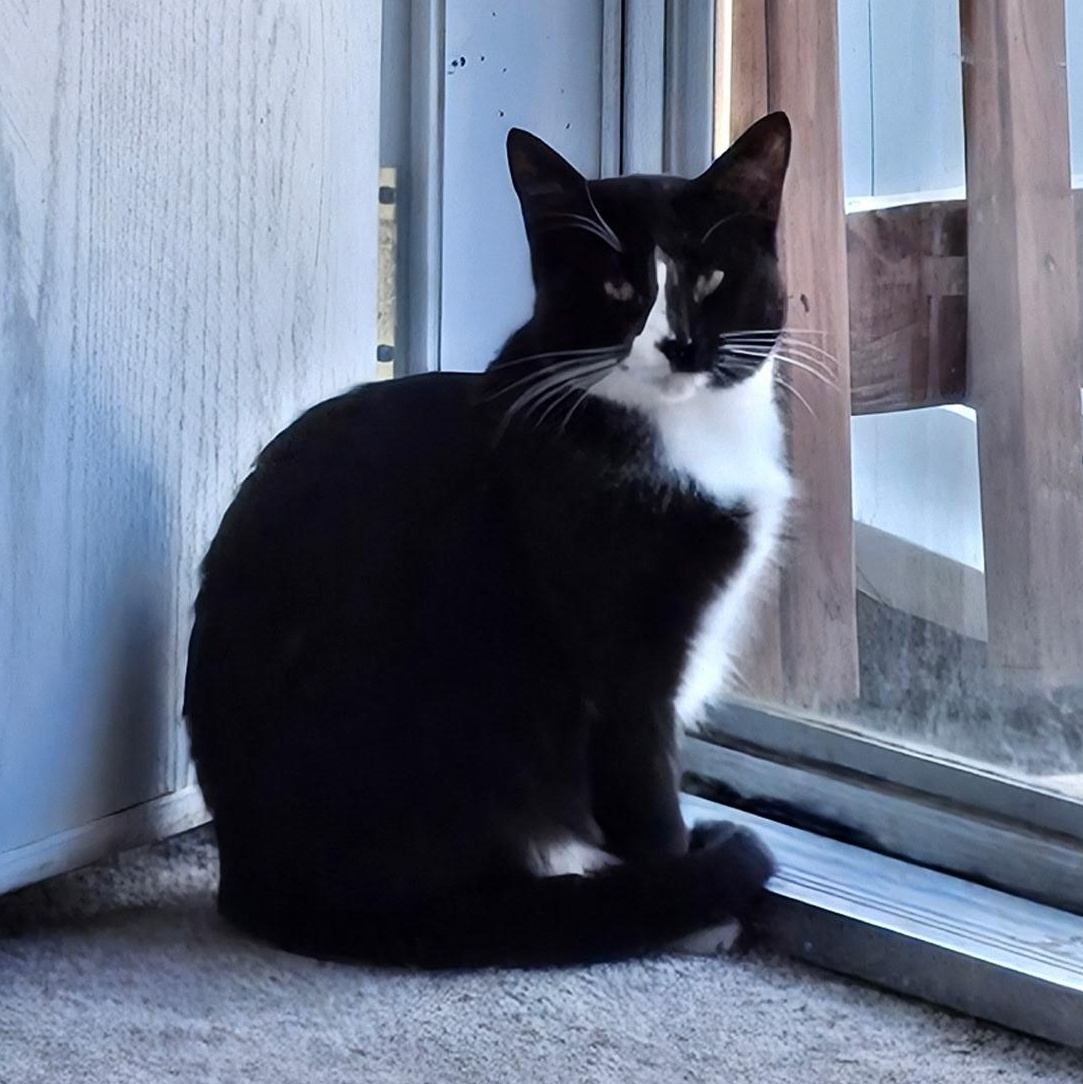 Enlarge Rosie, an adoptable Domestic Short Hair in Wilmington, NC image 2/3