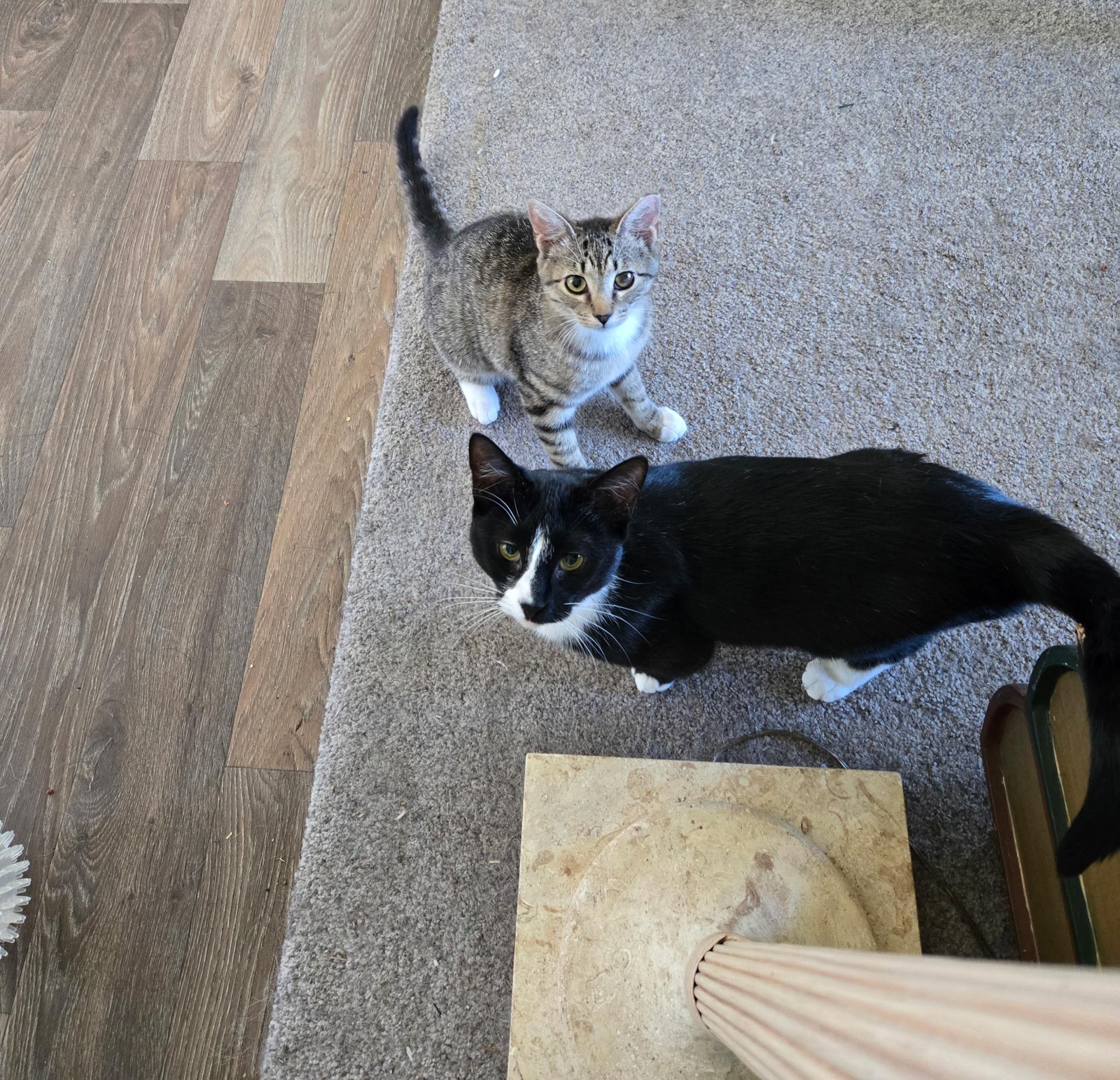 Enlarge Rosie, an adoptable Domestic Short Hair in Wilmington, NC image 3/3