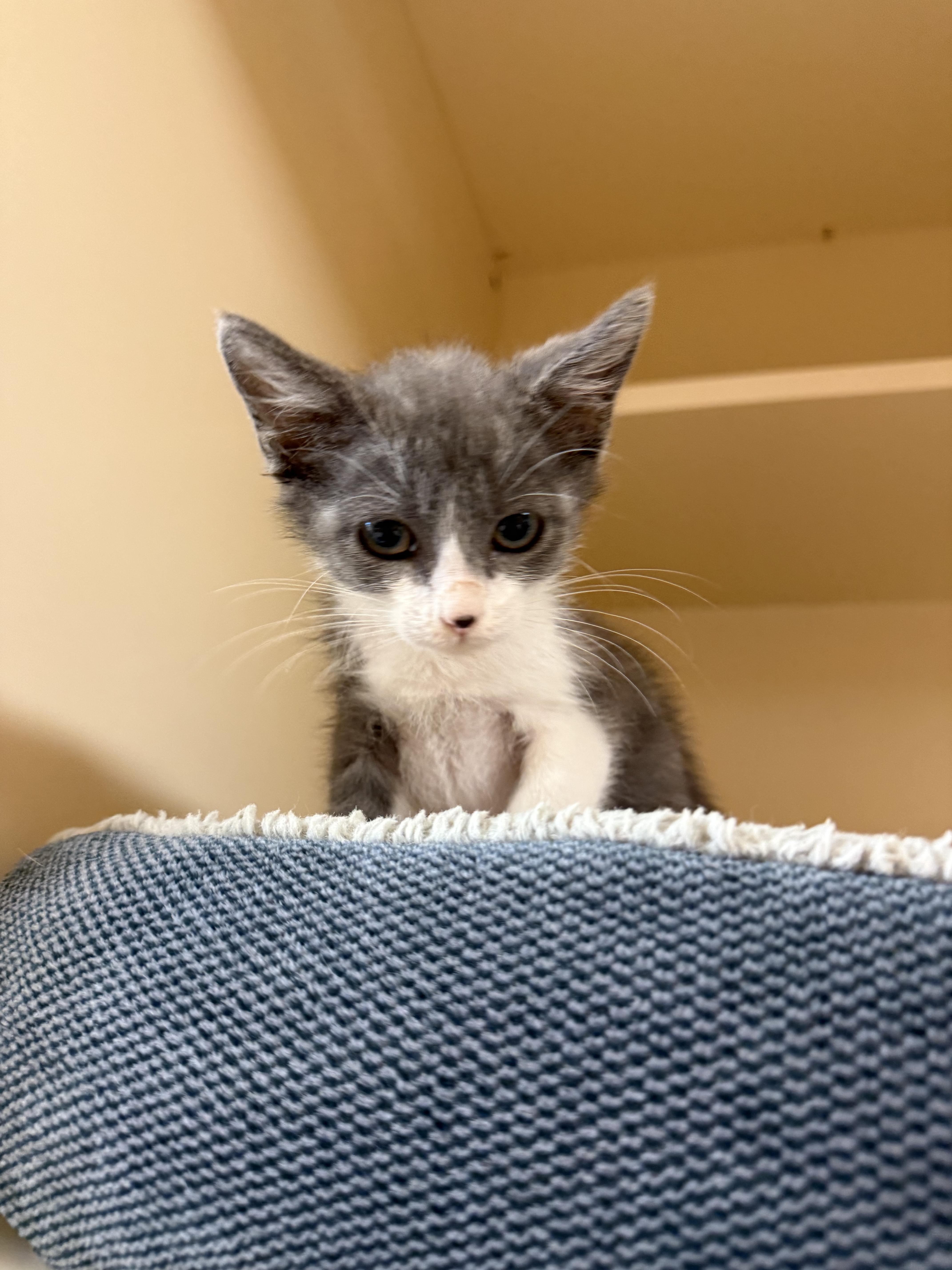 Enlarge Emilia, a Adopted Domestic Short Hair in Hays, KS image 1/4