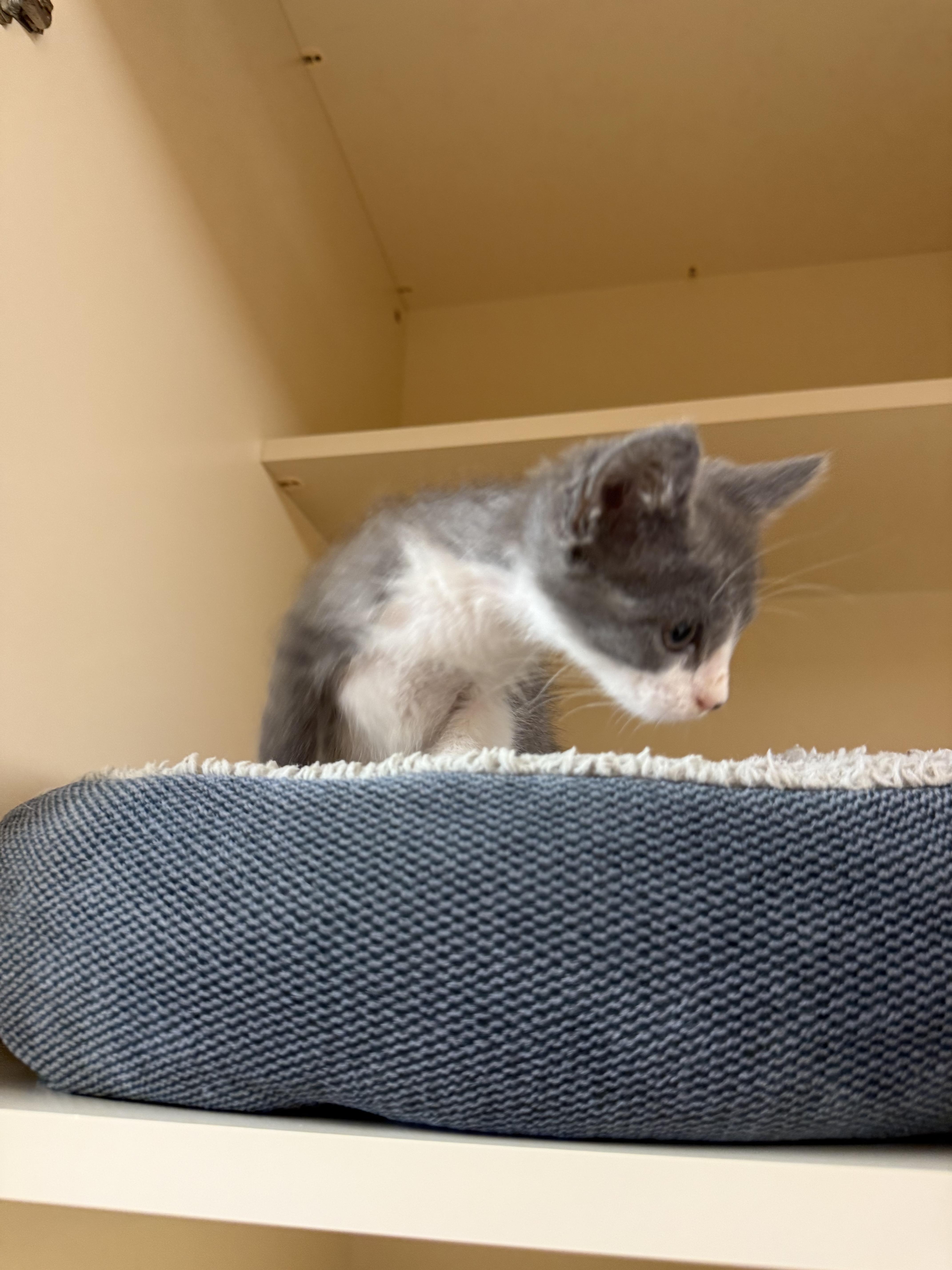 Enlarge Emilia, a Adopted Domestic Short Hair in Hays, KS image 4/4