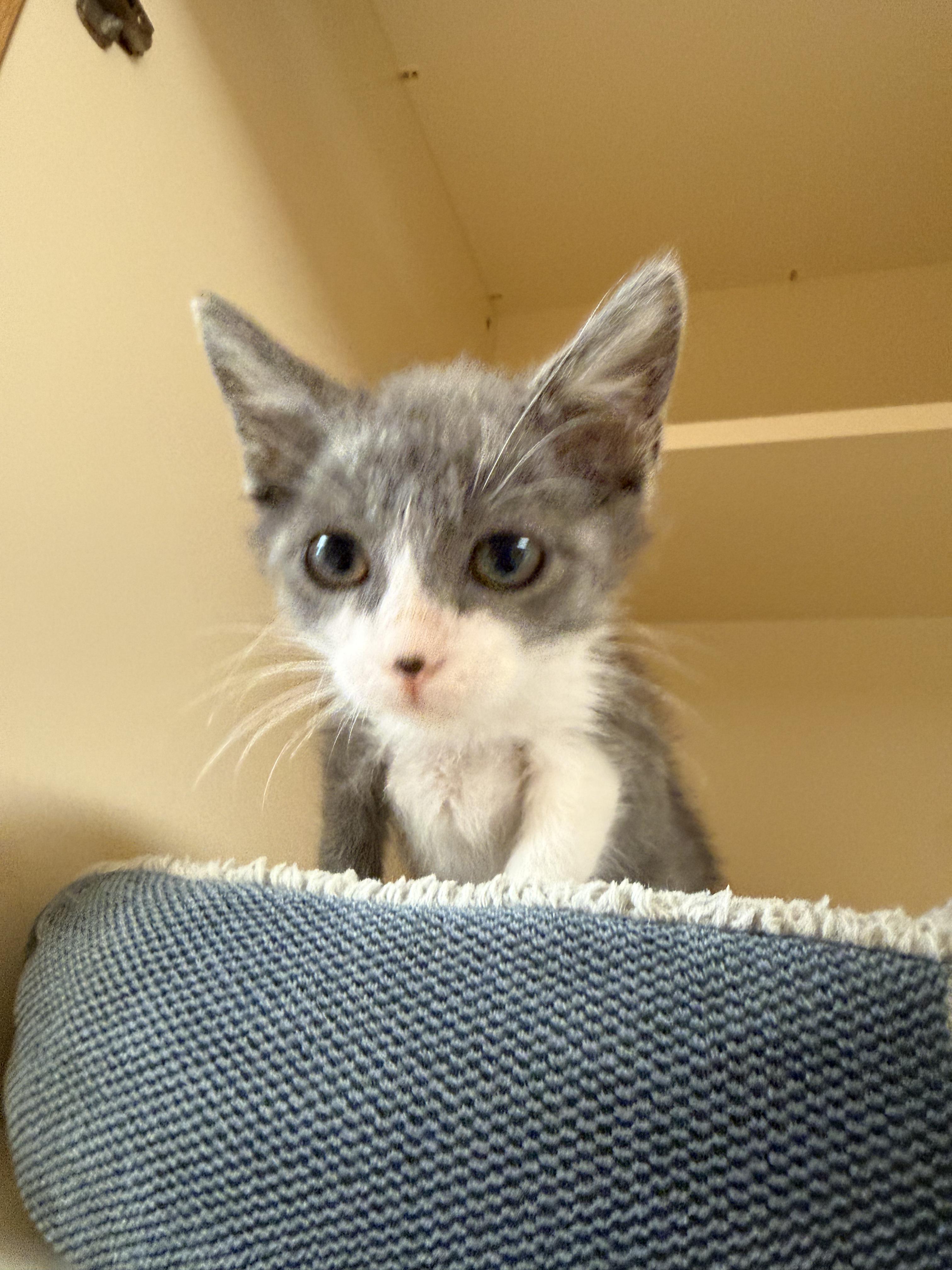 Enlarge Emilia, a Adopted Domestic Short Hair in Hays, KS image 2/4