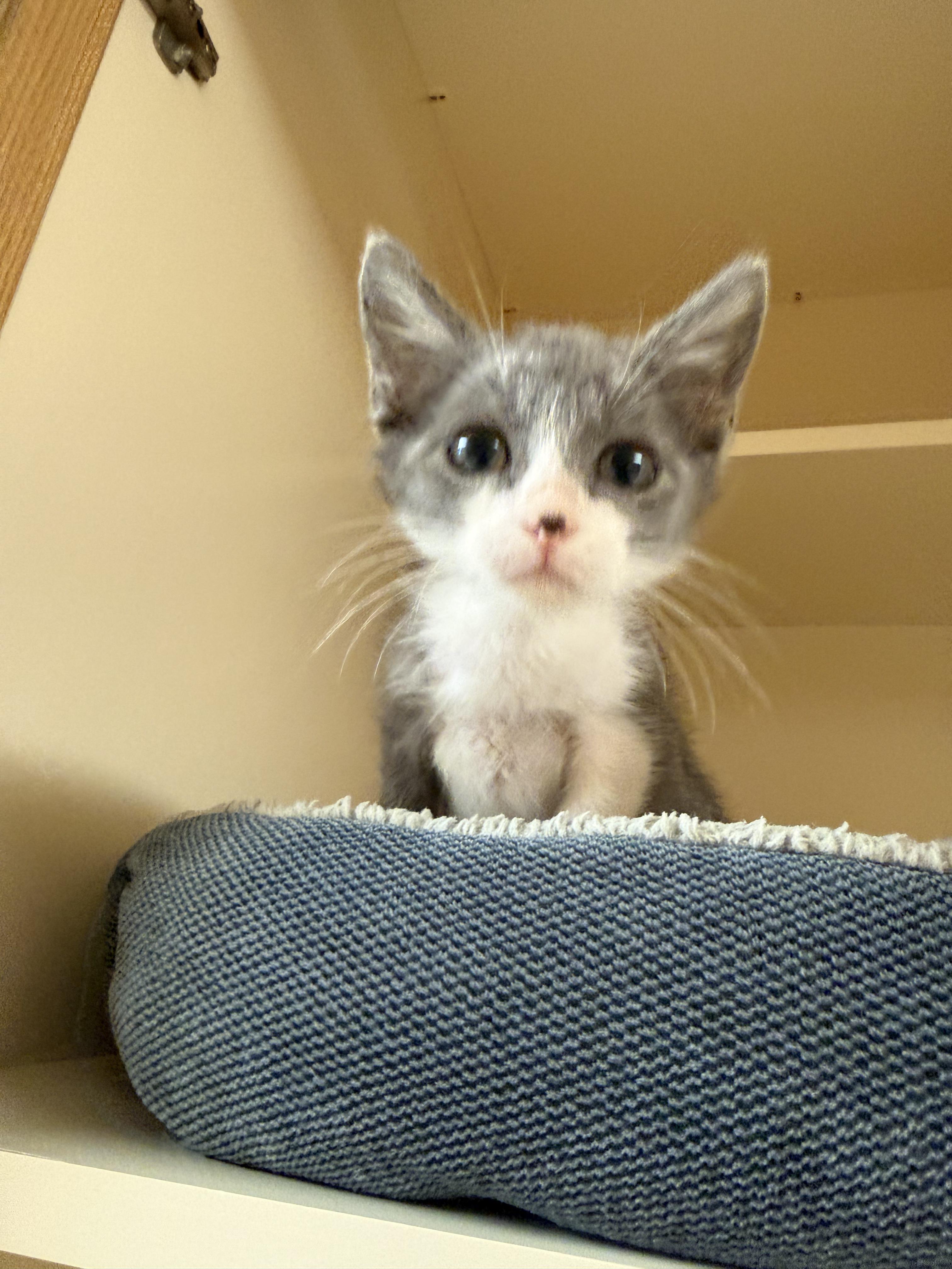 Enlarge Emilia, a Adopted Domestic Short Hair in Hays, KS image 3/4