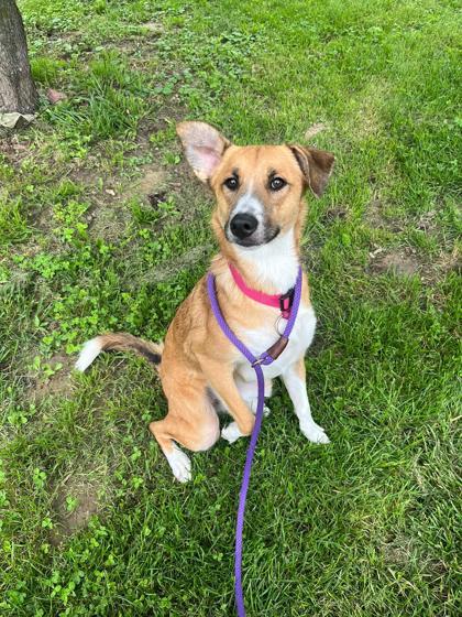 Bella, a Adoptable mixed breed in Morton Grove, IL image 2/2