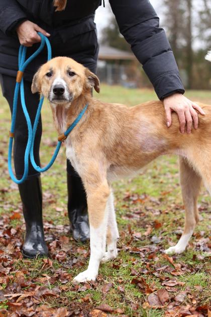 Bella, a Adoptable mixed breed in Morton Grove, IL image 2/3