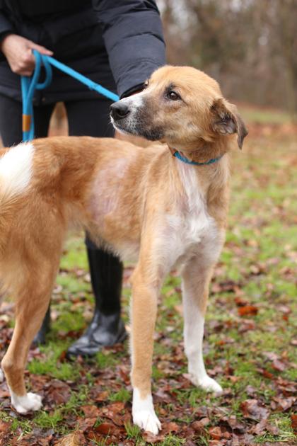 Bella, a Adoptable mixed breed in Morton Grove, IL image 3/3